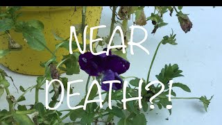 NEAR DEATH PANSY IS REVIVED  How To Prune Your Pansies [upl. by Mullins]