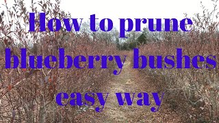 How to prune blueberry bushes the EASY WAY [upl. by Lenzi]