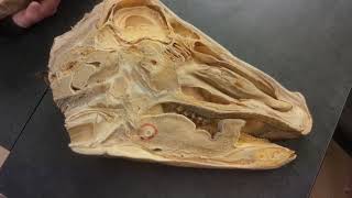 Anatomy of the Bovine Cranium [upl. by Rolland]