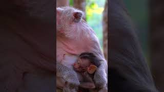 Baby Monkey Playful Activities [upl. by Clementis]