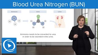 Blood Urea Nitrogen BUN – MedSurg  Lecturio Nursing [upl. by Arlene]