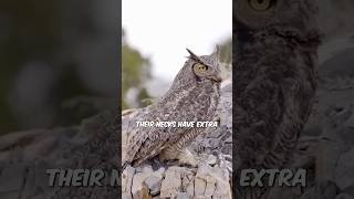 Why Do Owls Turn Their Heads [upl. by Irita]