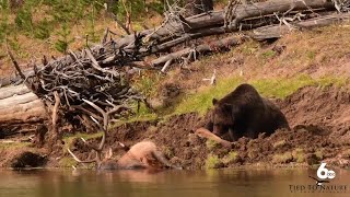 Grizzly vs elk [upl. by Okeim]