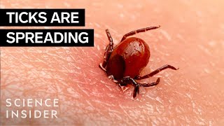 Why Ticks Are So Hard To Kill [upl. by Nido]