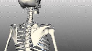 Scapula and Clavicle  Shoulder Girdle  Anatomy Tutorial [upl. by Cully]