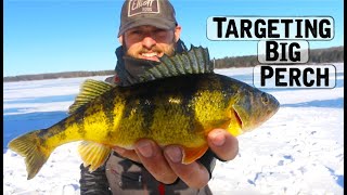 Ice Fishing For BIG PERCH  Underwater Footage [upl. by Ainafetse]