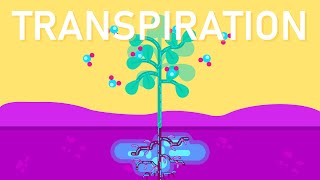 What is Transpiration in Plants [upl. by Louls418]