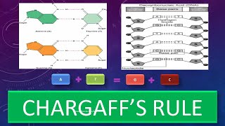 Chargaffs Rule  DNA Base Pairing Rule [upl. by Jurgen303]