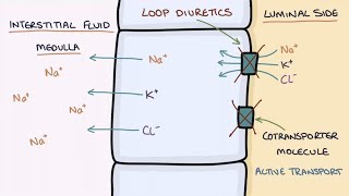 How Does Furosemide Work Understanding Loop Diuretics [upl. by Eiramalegna]