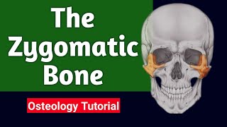 Zygomatic Bone  Osteology AnatomyHub [upl. by Cassandry61]