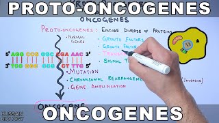 ProtoOncogenes and Oncogenes [upl. by Anitnegra]