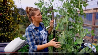 When to plant Sugar snap peas [upl. by Graces]