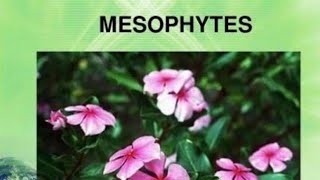 Mesophytes plant its characteristics with example MesophytesplantsDefination with behaviours [upl. by Waldman937]