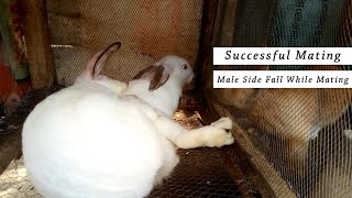 Successful Rabbits Mating  Rabbit Breeding [upl. by Malva302]