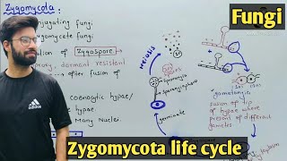 Zygomycota life cycle  Characteristics  Class 11 Biology [upl. by Ludmilla]