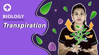 Types of Transpiration  Biology [upl. by Raynah39]