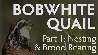 Bobwhite Quail Nesting and Brood Rearing  PART 1  Latest Largest Research Study [upl. by Margie]