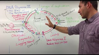 How is DNA Replicated The DNA Replication Bubble [upl. by Blas]