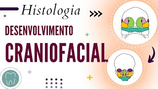 DESENVOLVIMENTO CRANIOFACIAL [upl. by Eckart]