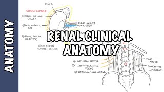 Kidneys  Clinical Anatomy renal anatomy [upl. by Lareena475]