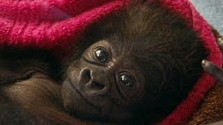 Cute Baby Gorilla Raised by Human Moms at Cincinnati Zoo [upl. by Cown468]