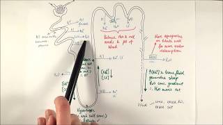 A2 Biology  Selective reabsorption OCR A Chapter 155 [upl. by Slack]