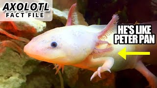 Axolotl Facts the PETER PAN Salamander 🦎 Animal Fact Files [upl. by Tadashi]