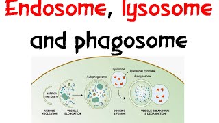 Endosome Lysozome and phagosome [upl. by Sukul]