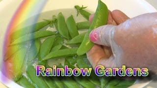 How to Trim Sugar Snap Peas [upl. by Leesa]