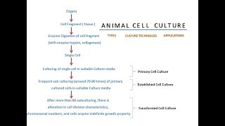 Animal Cell Culture [upl. by Lina162]