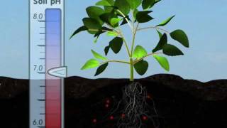 Plant Nutrition Mineral Absorption Part One [upl. by Berlinda]