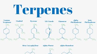 Terpenes And Isoprene Units Explained [upl. by Bret]