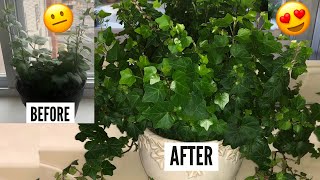 English Ivy Plant Care  Hedera Helix Vines  Ivy Houseplants [upl. by Reagan]