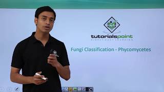 Class 11th – Fungi Classification – Phycomycetes  Biological Classification  Tutorials Point [upl. by Aisekal]