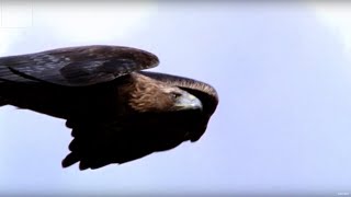 Golden Eagle vs Hare  Deadliest Showdowns  BBC Earth Explore [upl. by Airyt]