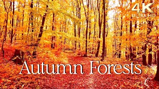 Enchanting Autumn Forests with Beautiful Piano Music  4K Autumn Ambience amp Fall Foliage [upl. by Ahsiekit219]