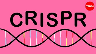 How CRISPR lets you edit DNA  Andrea M Henle [upl. by Sitoiganap]