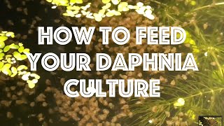 How To Feed Your Daphnia Culture [upl. by Ruder]