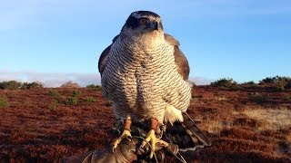 Goshawks  hunting pheasants in Angus Scotland [upl. by Kurtzig571]