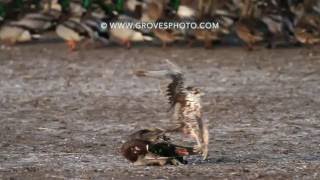 Prairie Falcon takes out a drake mallard [upl. by Randolph]