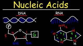 Nucleic Acids  RNA and DNA Structure  Biochemistry [upl. by Vernier]