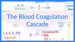 The Blood Coagulation Cascade Intrinsic Extrinsic amp Common Pathways [upl. by Bedell]