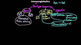 Immunology antibody Isotype switching [upl. by Earley]