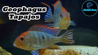 Geophagus Tapajos  Care Guide amp Species Profile [upl. by Oesile1]