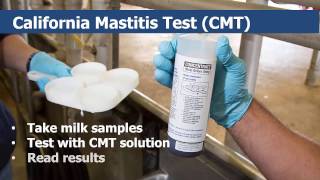 California Mastitis Testing for Dairy Cows [upl. by Bud]