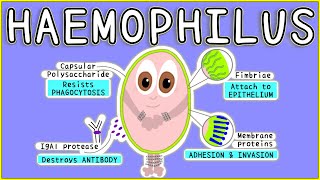 Haemophilus Microbiology Morphology Pathogenesis Diagnosis Treatment [upl. by Fiertz474]