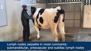 Lymph node palpation in ruminants [upl. by Necyrb]