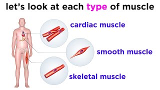 Types of Tissue Part 3 Muscle Tissue [upl. by Aihselef]