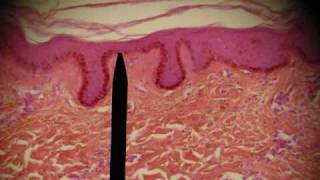 EPITHELIAL TISSUES HISTOLOGY ANATOMY Skin Intestine Professor Fink [upl. by Delp]