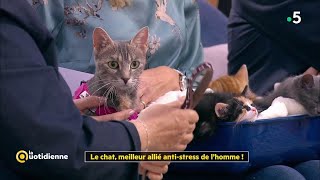 Le chat meilleur allié antistress de lhomme   La Quotidienne [upl. by Kcirb118]